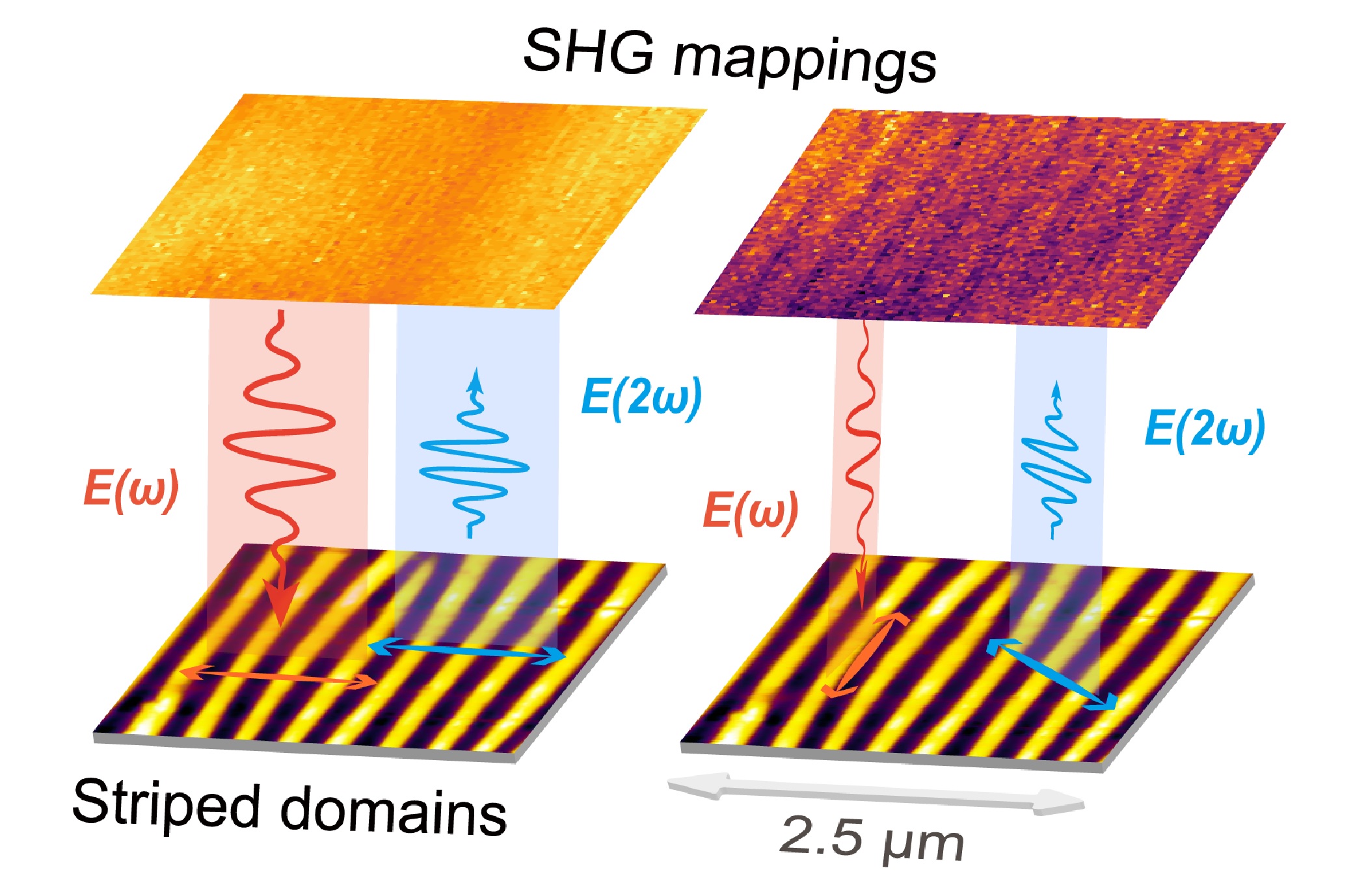 Co-polarized Second Harmonic Generation Induced by Ferroelectric Domains and ...